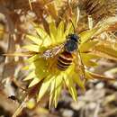 Image of Icteranthidium grohmanni (Spinola 1838)