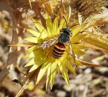 Image de Icteranthidium grohmanni (Spinola 1838)