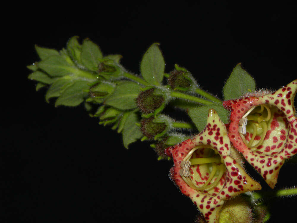 Sivun Kohleria allenii Standl. & L. O. Williams kuva