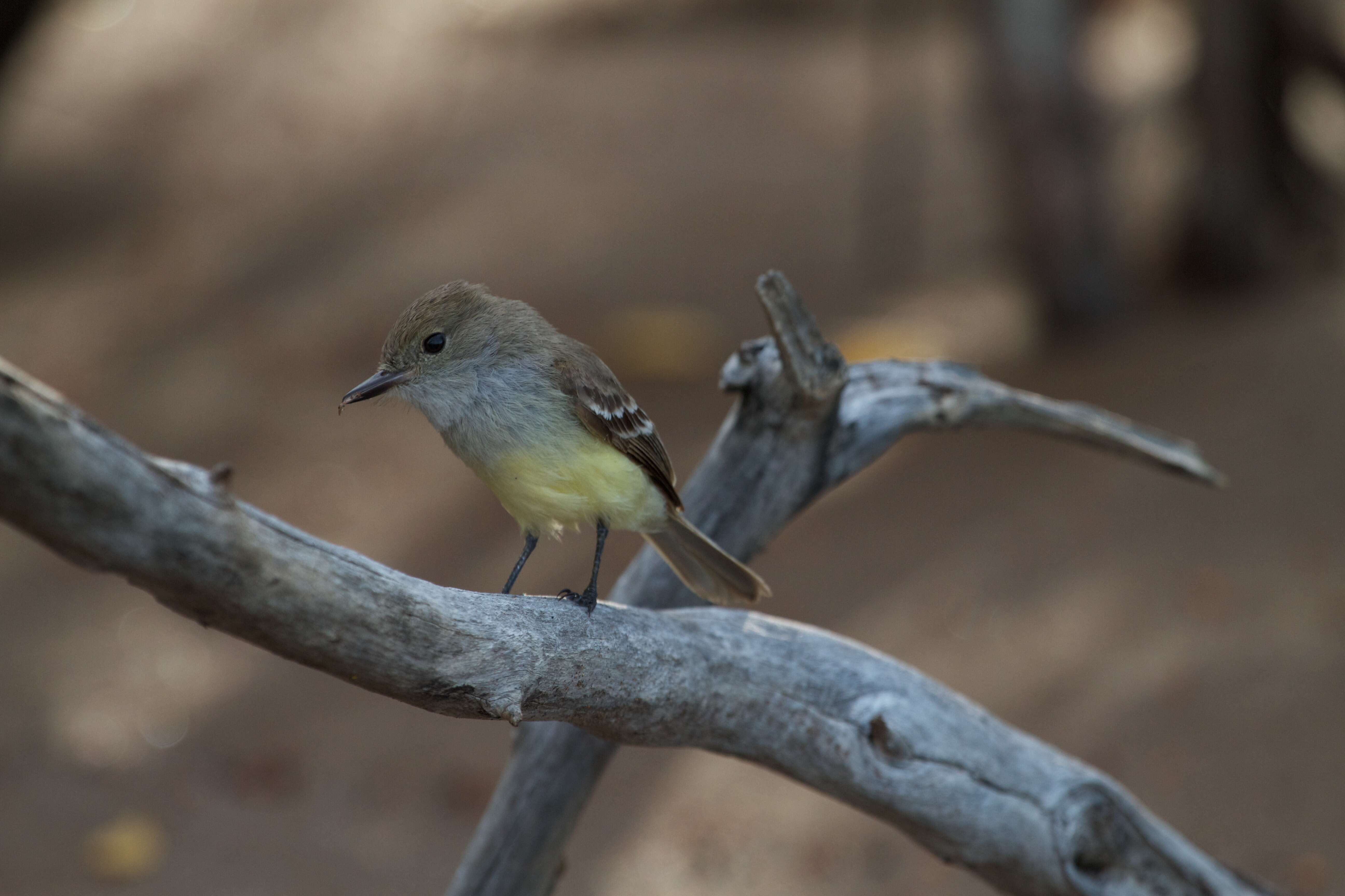 Image of Myiarchus Cabanis 1844