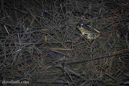 Image of Lithobates Fitzinger 1843