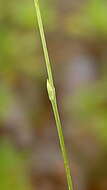 Image of Burmanniaceae