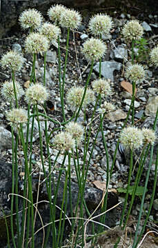 Image of Allium saxatile M. Bieb.