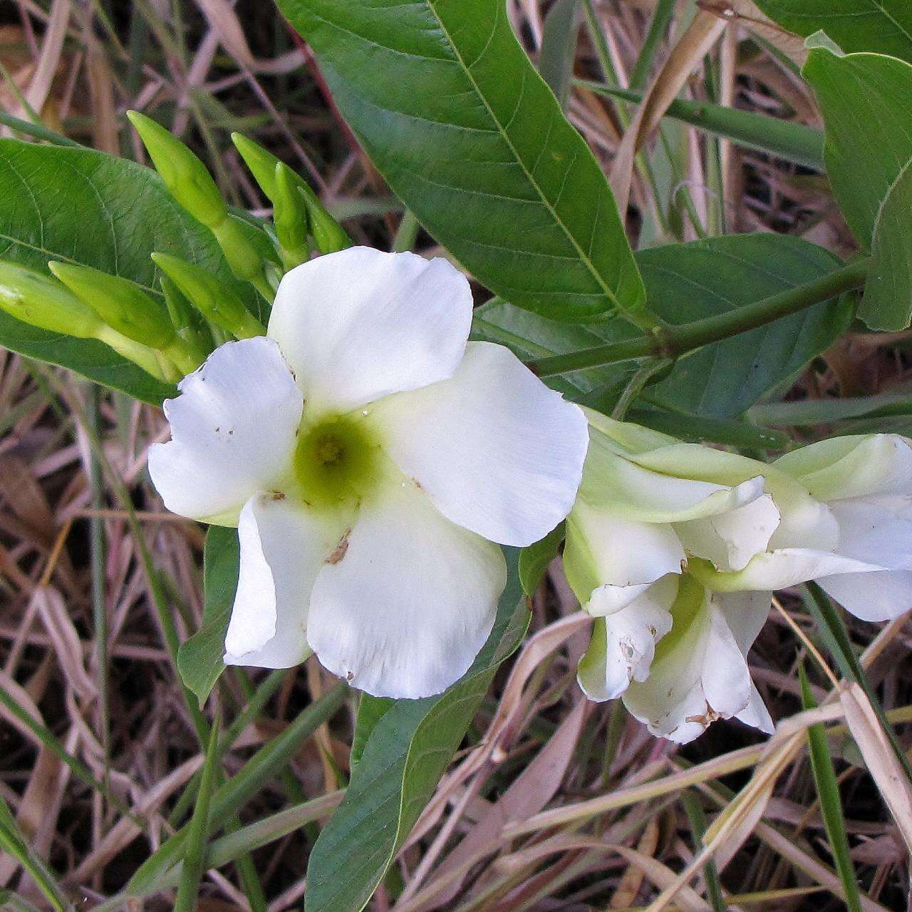 Imagem de Odontadenia lutea (Vell. Conc.) Markgr.