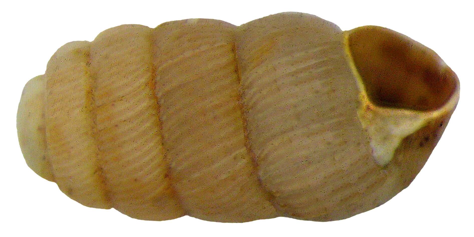 Image of Cylindrical Whorl Snail