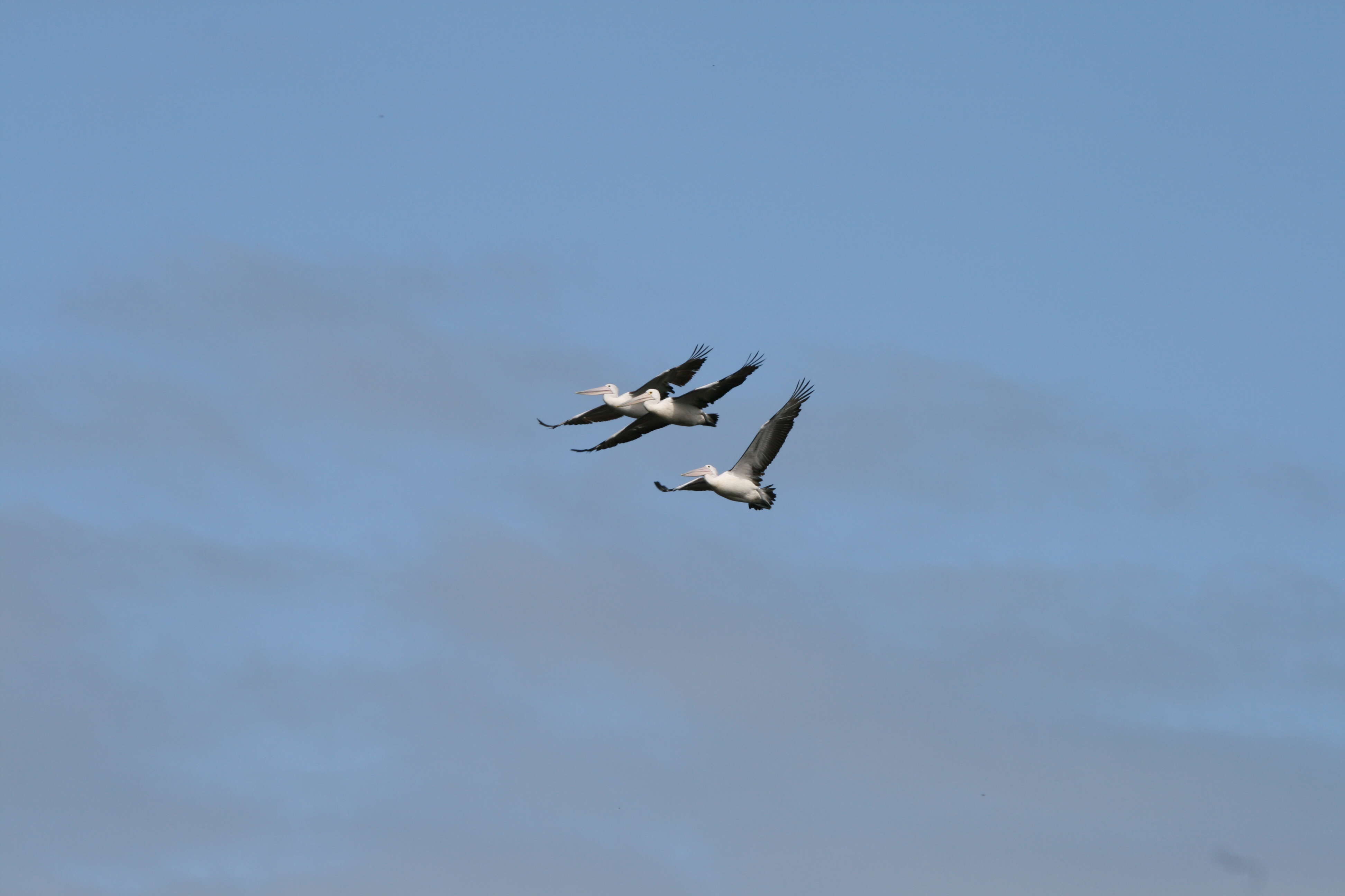 Image of pelicans