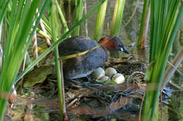 Image of Little Grebe