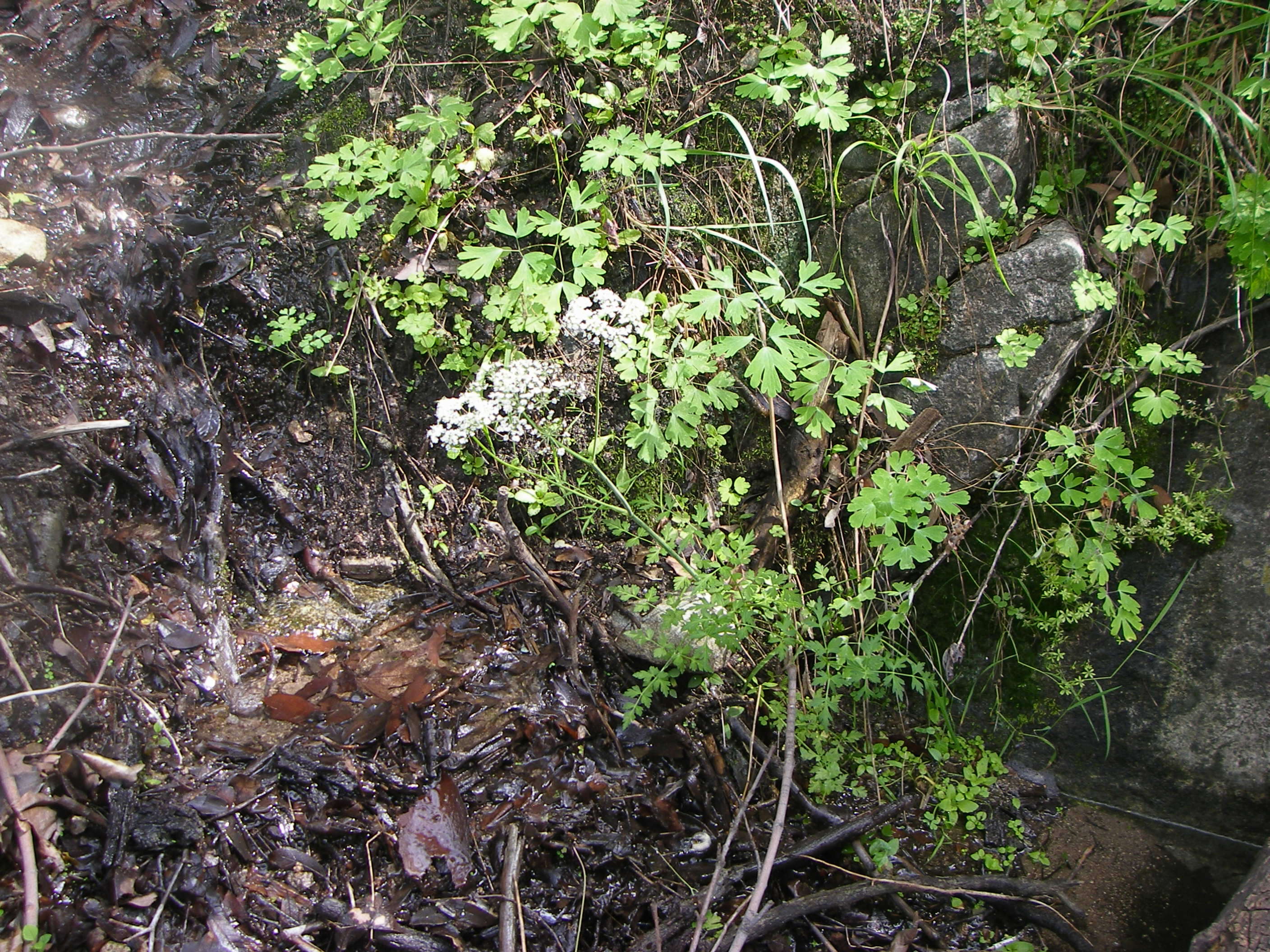 Image of hemlockparsley