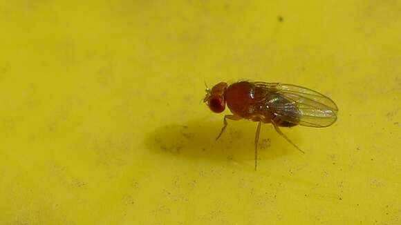 Image of fruit fly