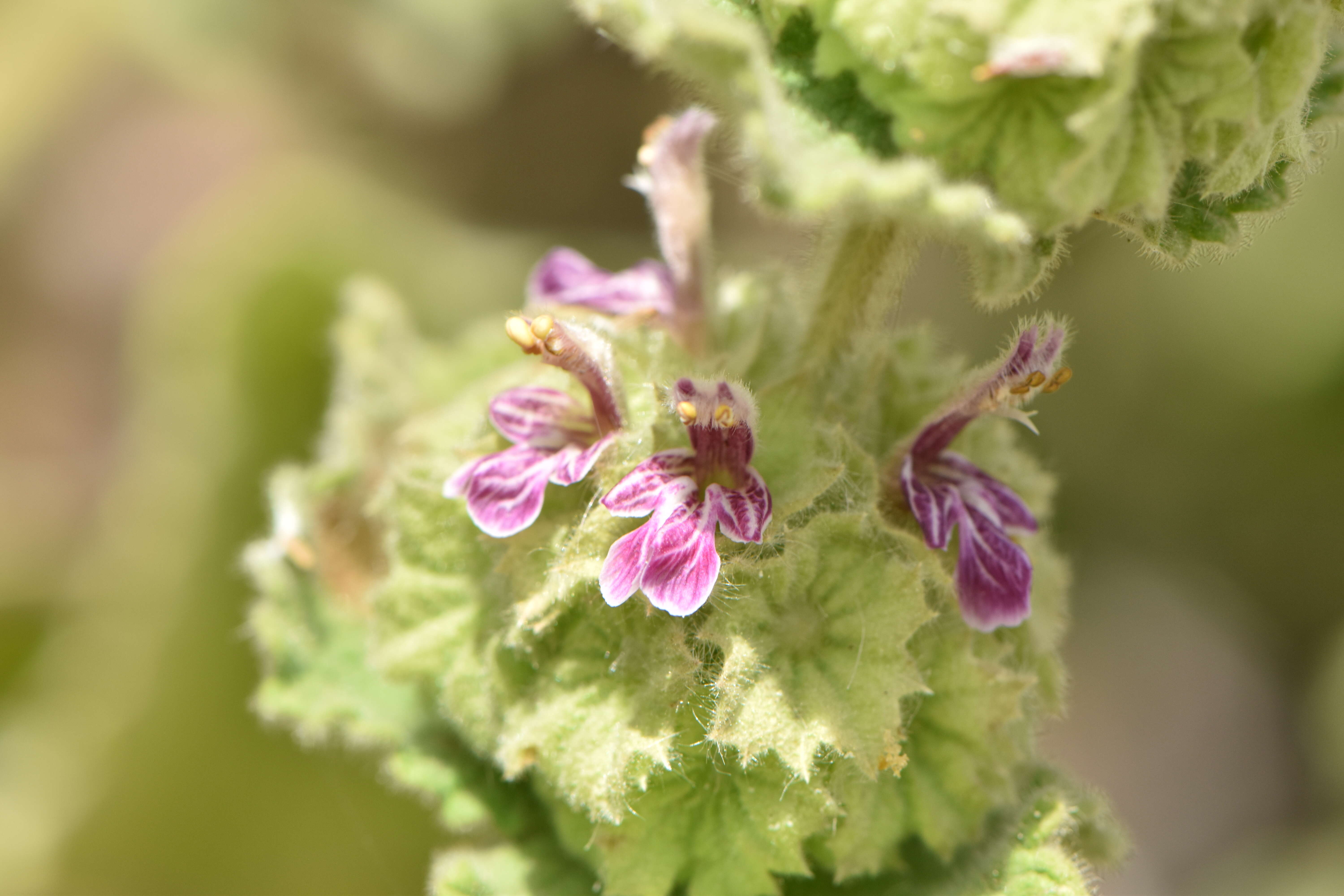 Image of horehound