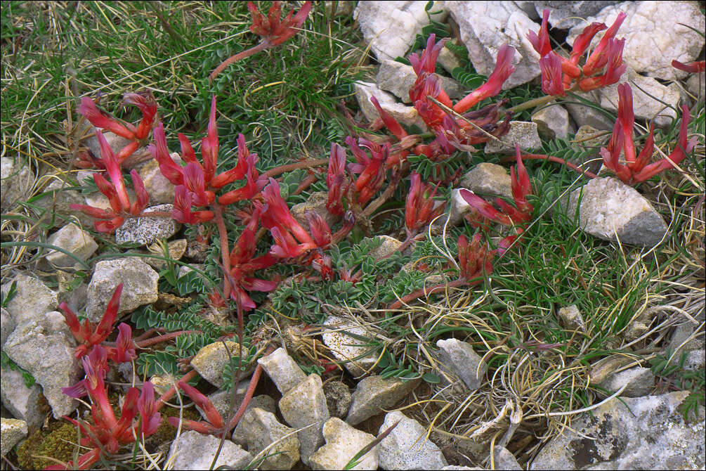 Image of Astragalus monspessulanus subsp. illyricus (Bernh.) Chater