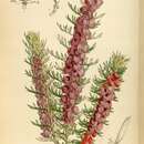 Image of Tall Boronia