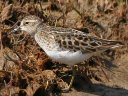 Image of Calidris Merrem 1804