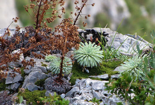 Image of Saxifraga longifolia Lapeyr.