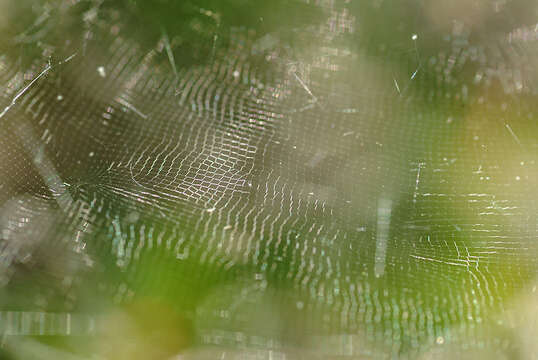 Image of Basilica Orbweaver