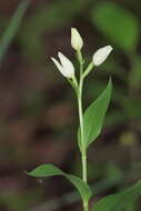 Image of cephalanthera