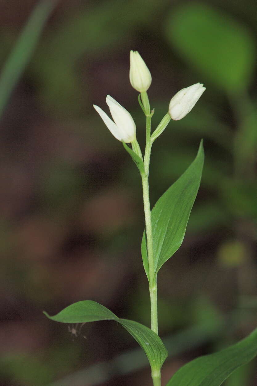 Image of cephalanthera