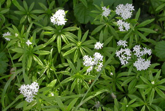 Image of bedstraw