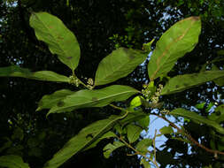 Image of Compsoneura excelsa A. C. Sm.