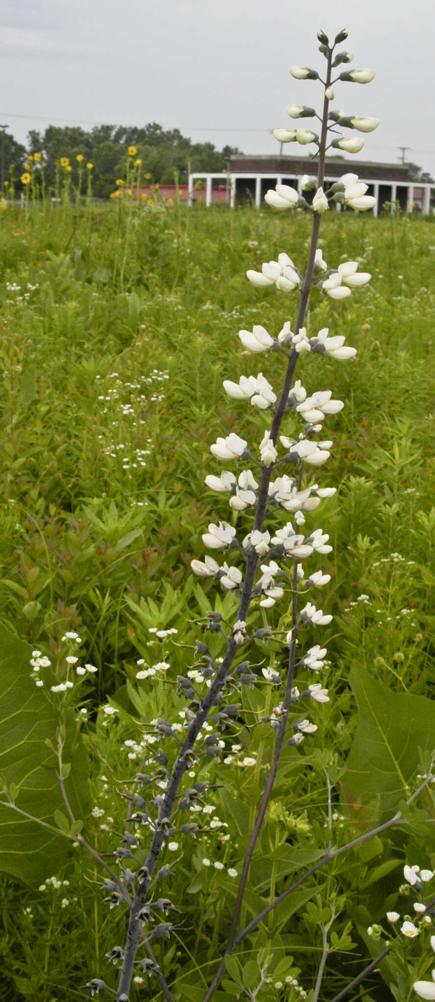 Image of Baptisia leucantha