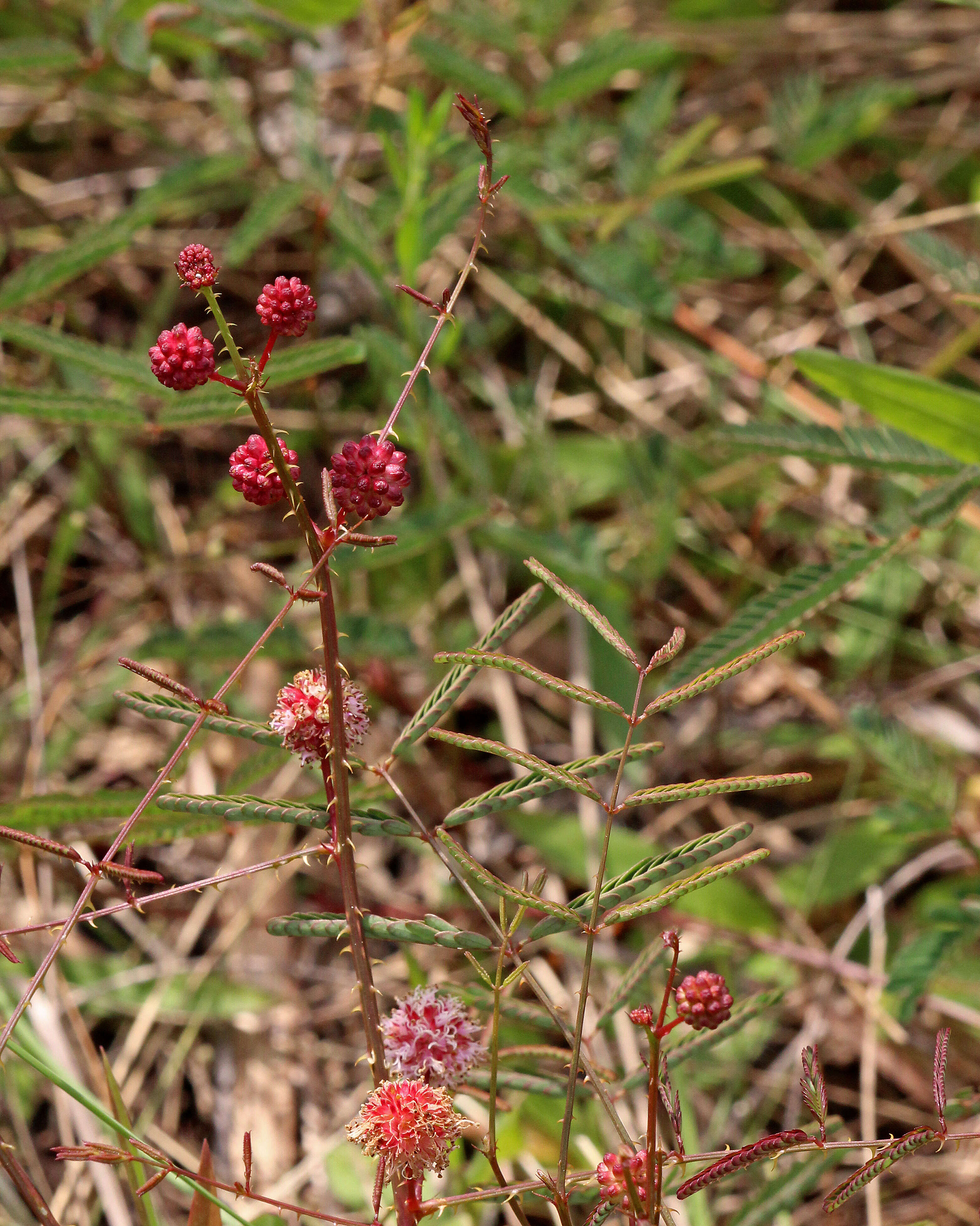 Image of fourvalve mimosa