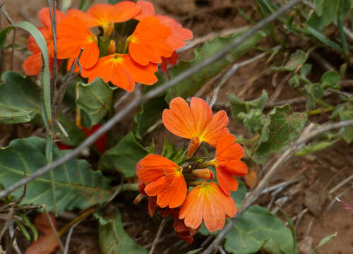 Imagem de Crossandra mucronata Lindau