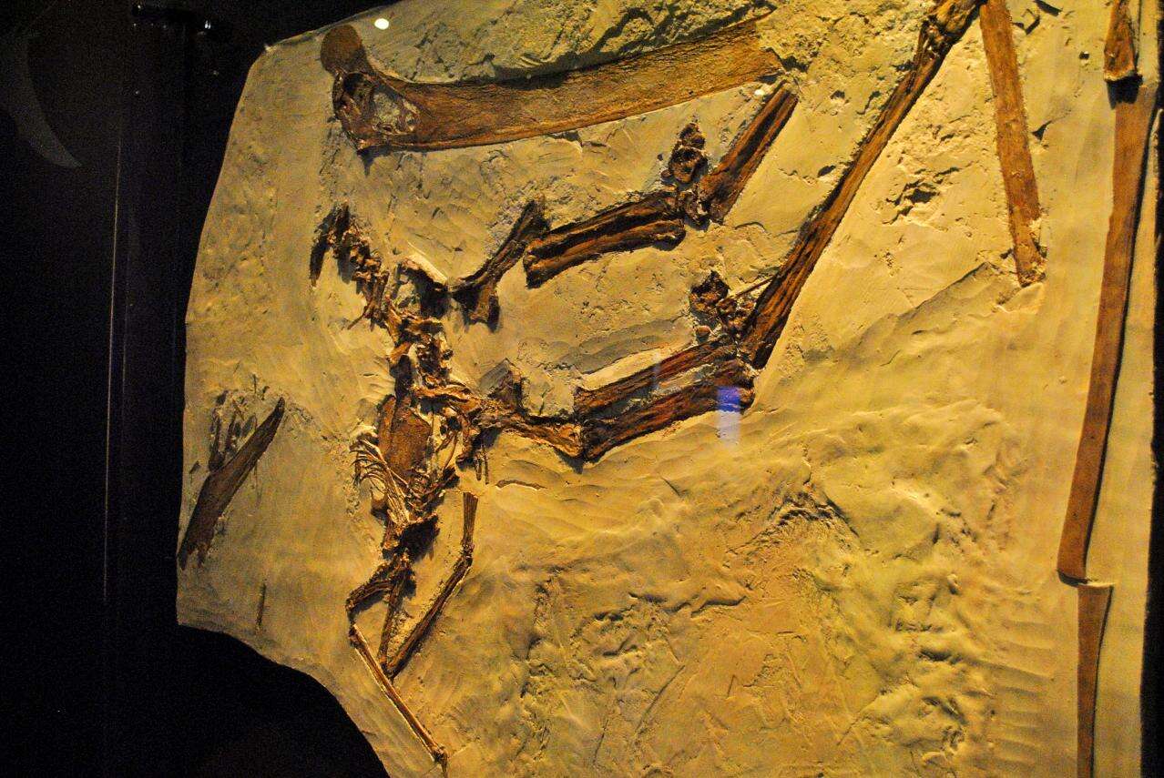 Sivun Pteranodontidae kuva