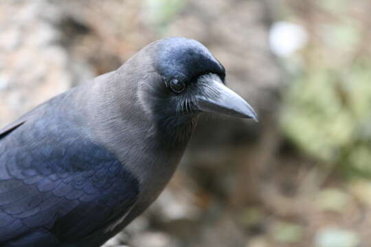 Image of House Crow