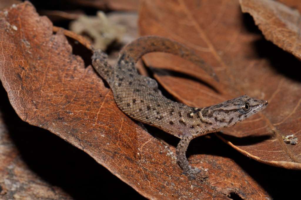 Image of Ocellated Gecko