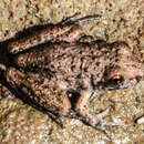 Image of Bumpy Rocket Frog