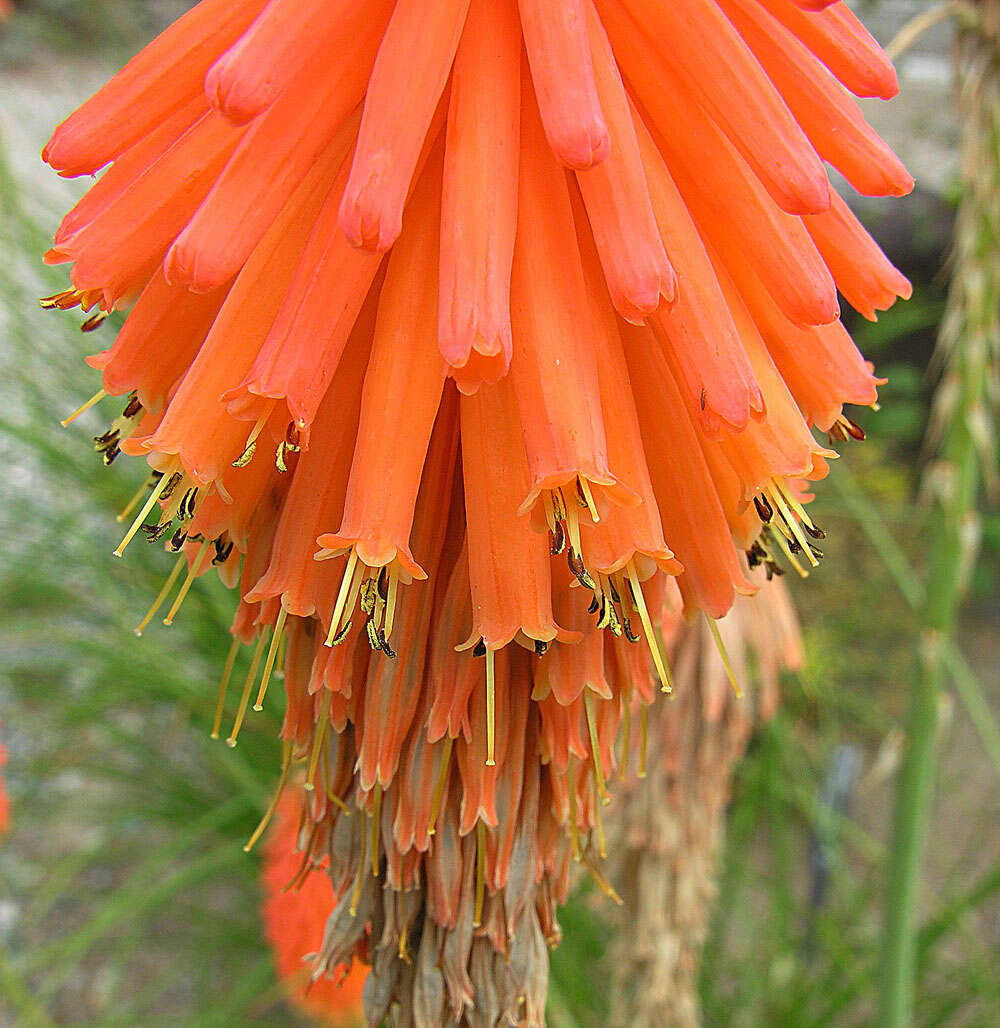 Image of Kniphofia triangularis Kunth