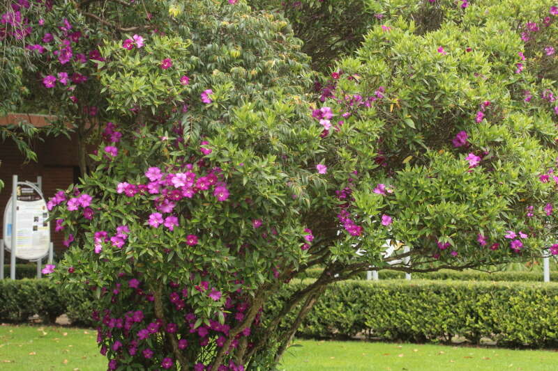 Imagem de Meriania speciosa (Humb. & Bonpl.) Naud.