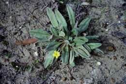 Image of Goodenia robusta (Benth.) K. Krause