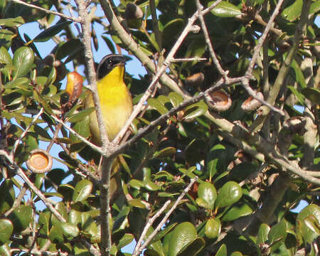 Image of Geothlypis Cabanis 1847