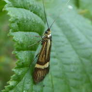 Image of fairy moths