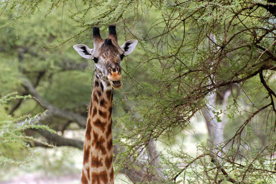 Image of Giraffe