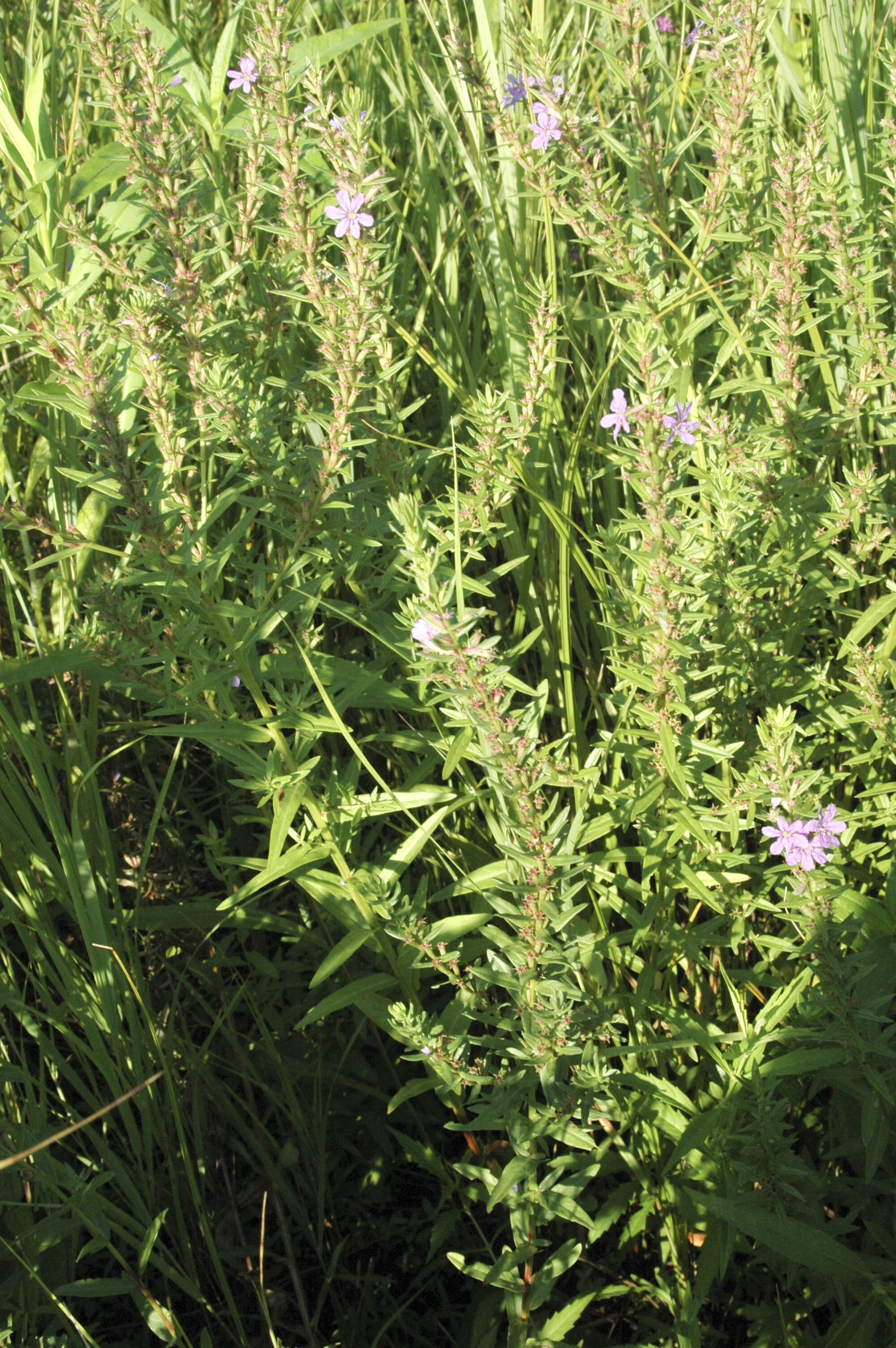 Image of winged lythrum