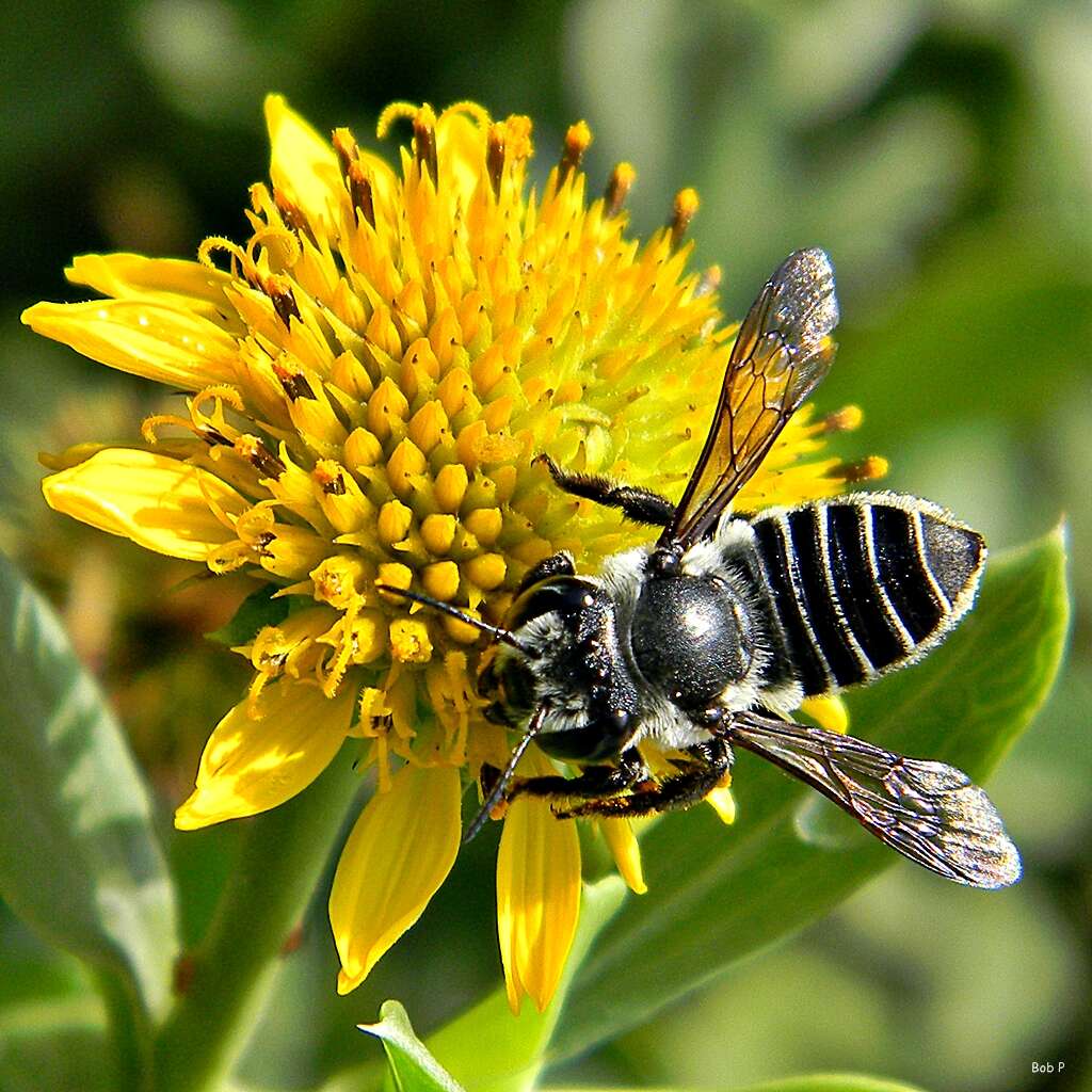 Image of seaside tansy