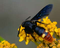 Image of scoliid wasps