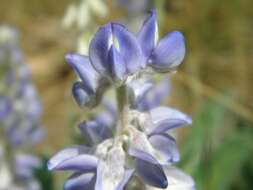 Image of Oak Ridge Lupine