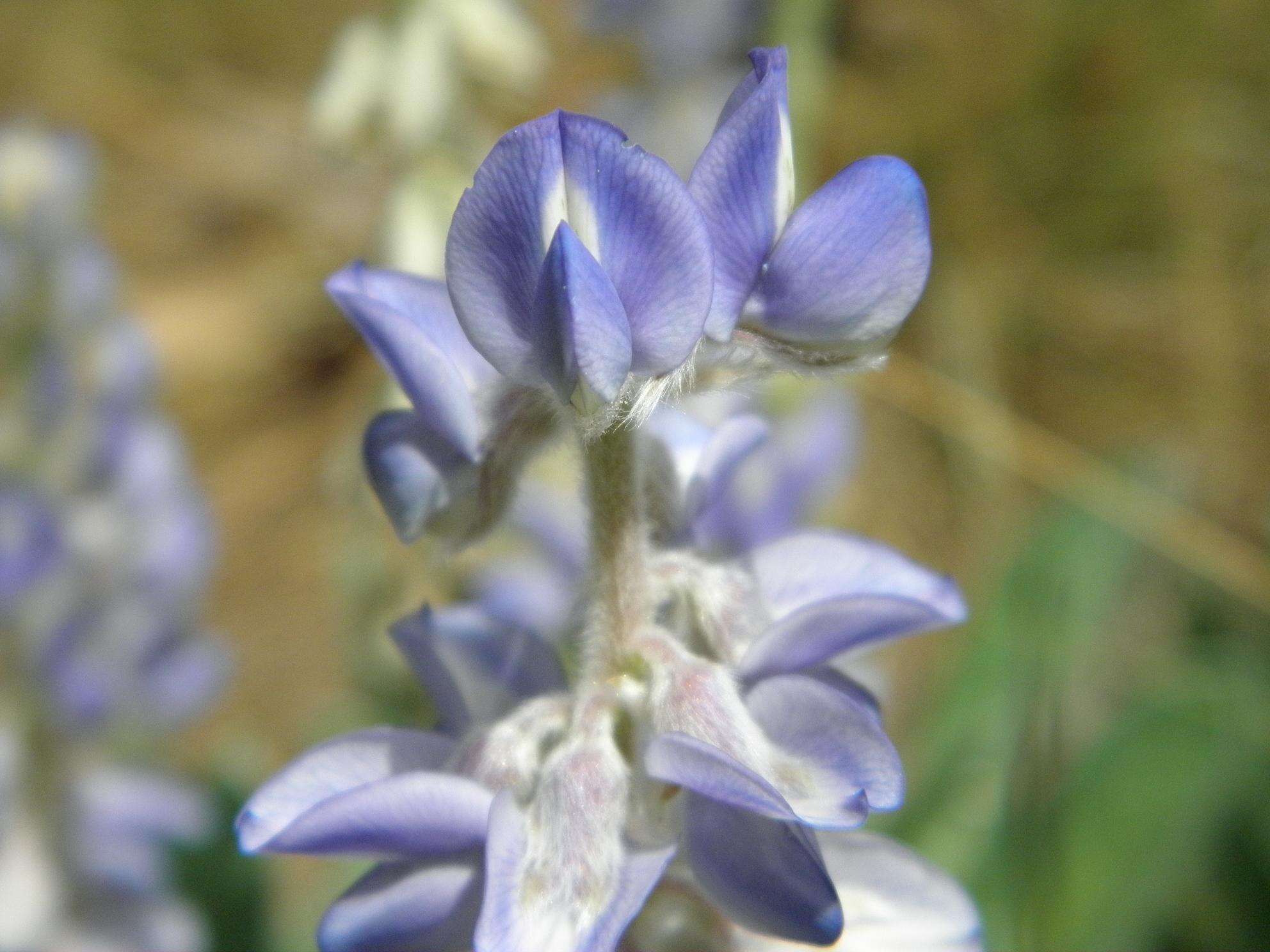 Image of Oak Ridge Lupine