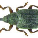 Image of Acalyptus carpini (Fabricius & J. C. 1792)