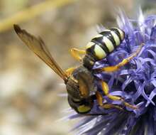 Image of crabronid wasps