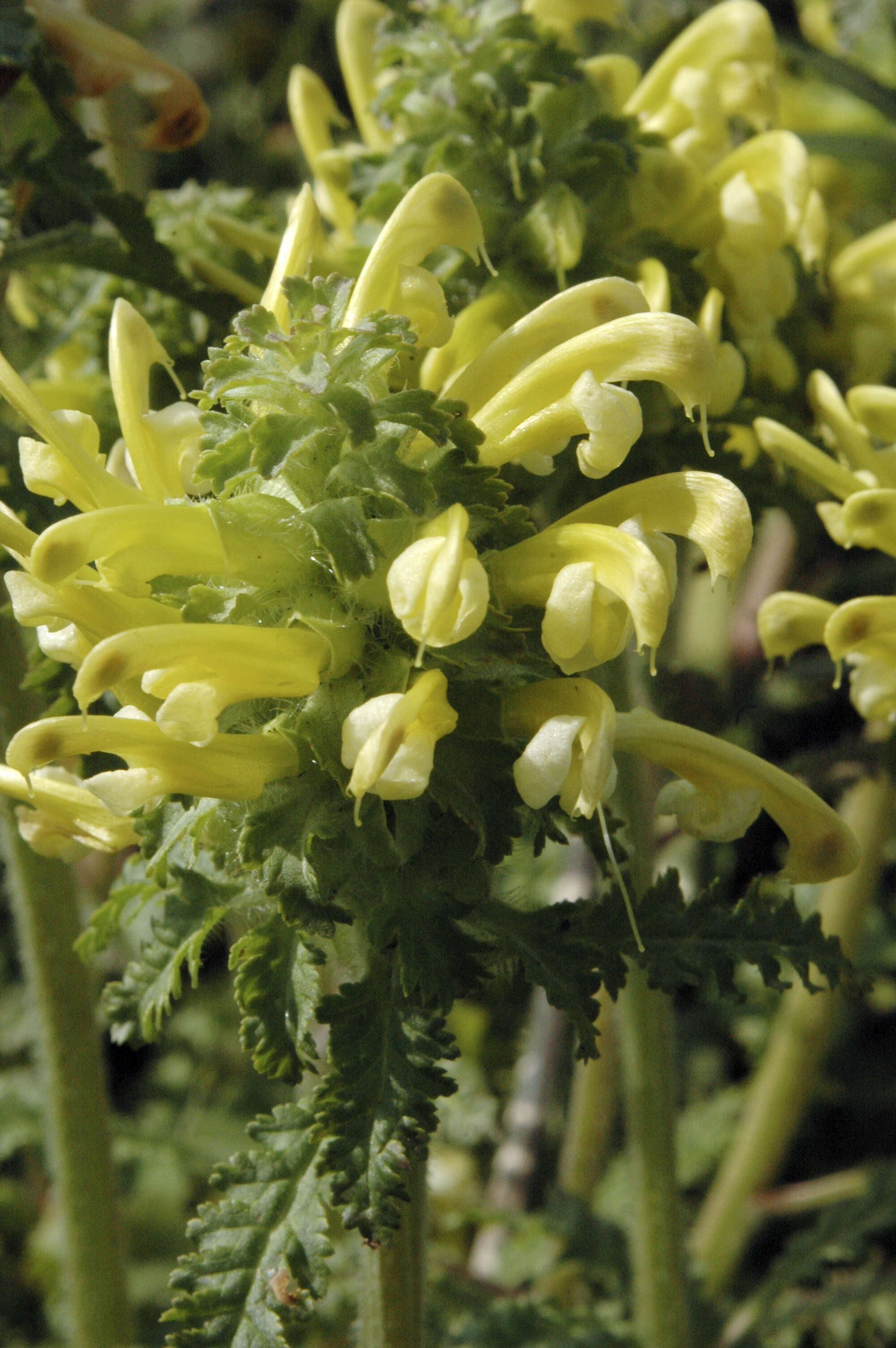 Pedicularis canadensis L. resmi