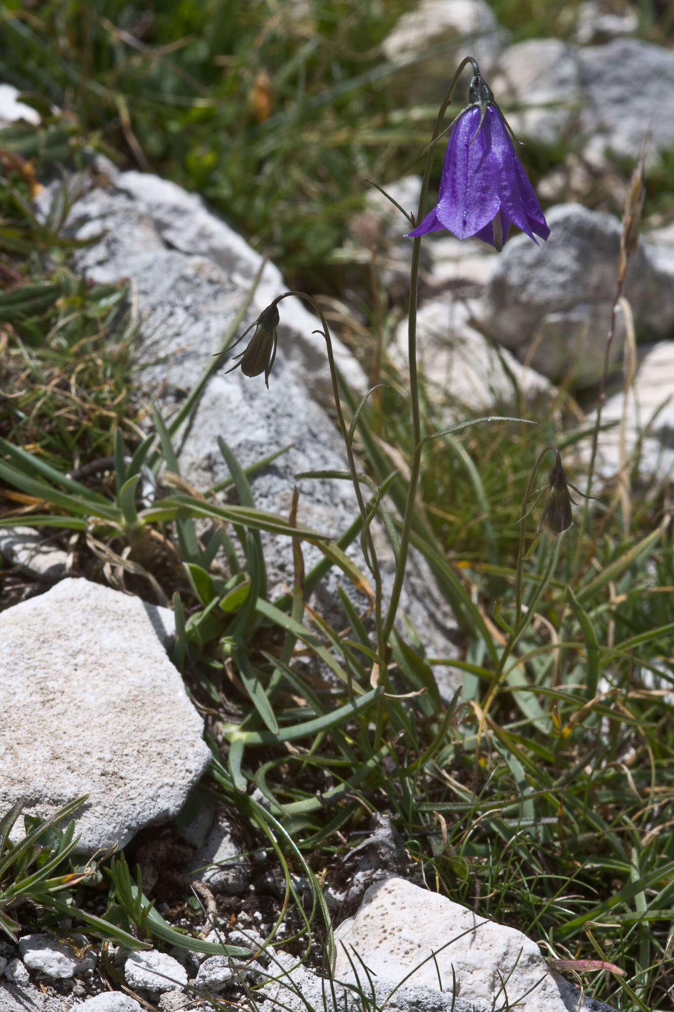 Image of Scheuchzer's Bellflower