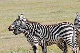 Image of zebra