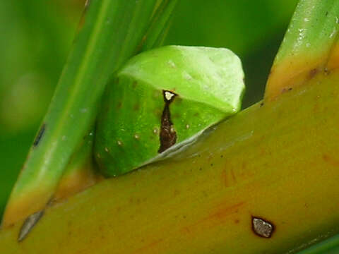 Image of Skiff Moth