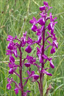 Image of Loose-flowered orchid