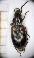 Imagem de Dicheirotrichus (Trichocellus) cognatus (Gyllenhal 1827)