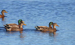 Image of Common Mallard